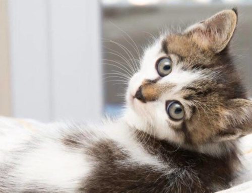 How a cat parasite can change your personality