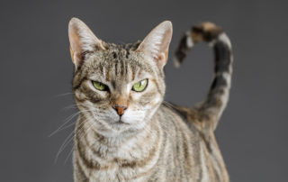 Gray cat with green eyes